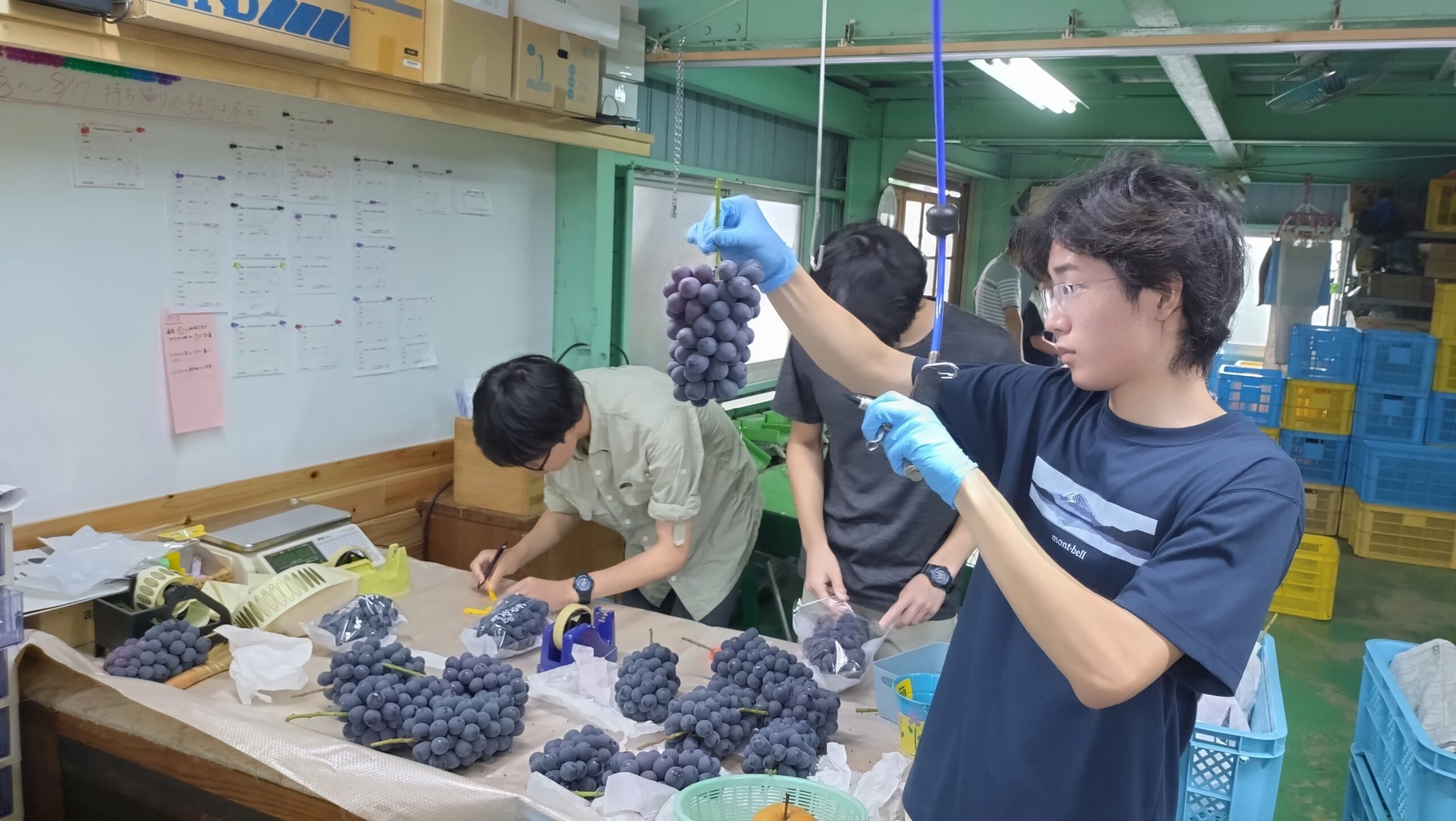 美濃加茂市の農園でぶどうの選別や出荷作業を体験する学生