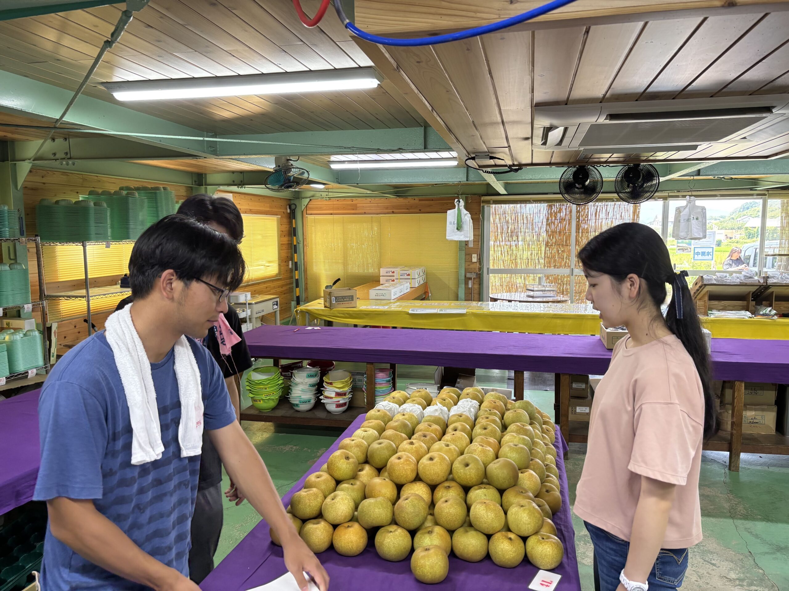 美濃加茂市の梨農園で梨の選別や出荷作業を体験する学生
