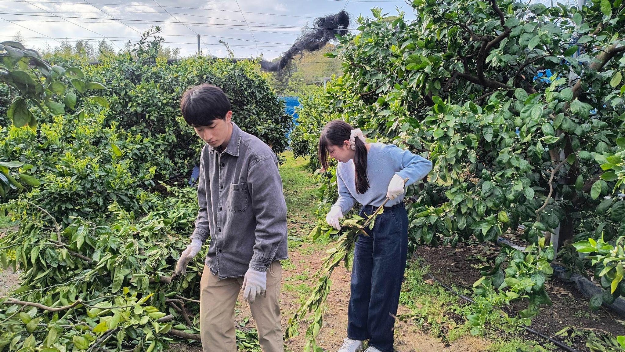 いたくら農園のみかん畑で枝切り後の整理と摘蕾を行う学生