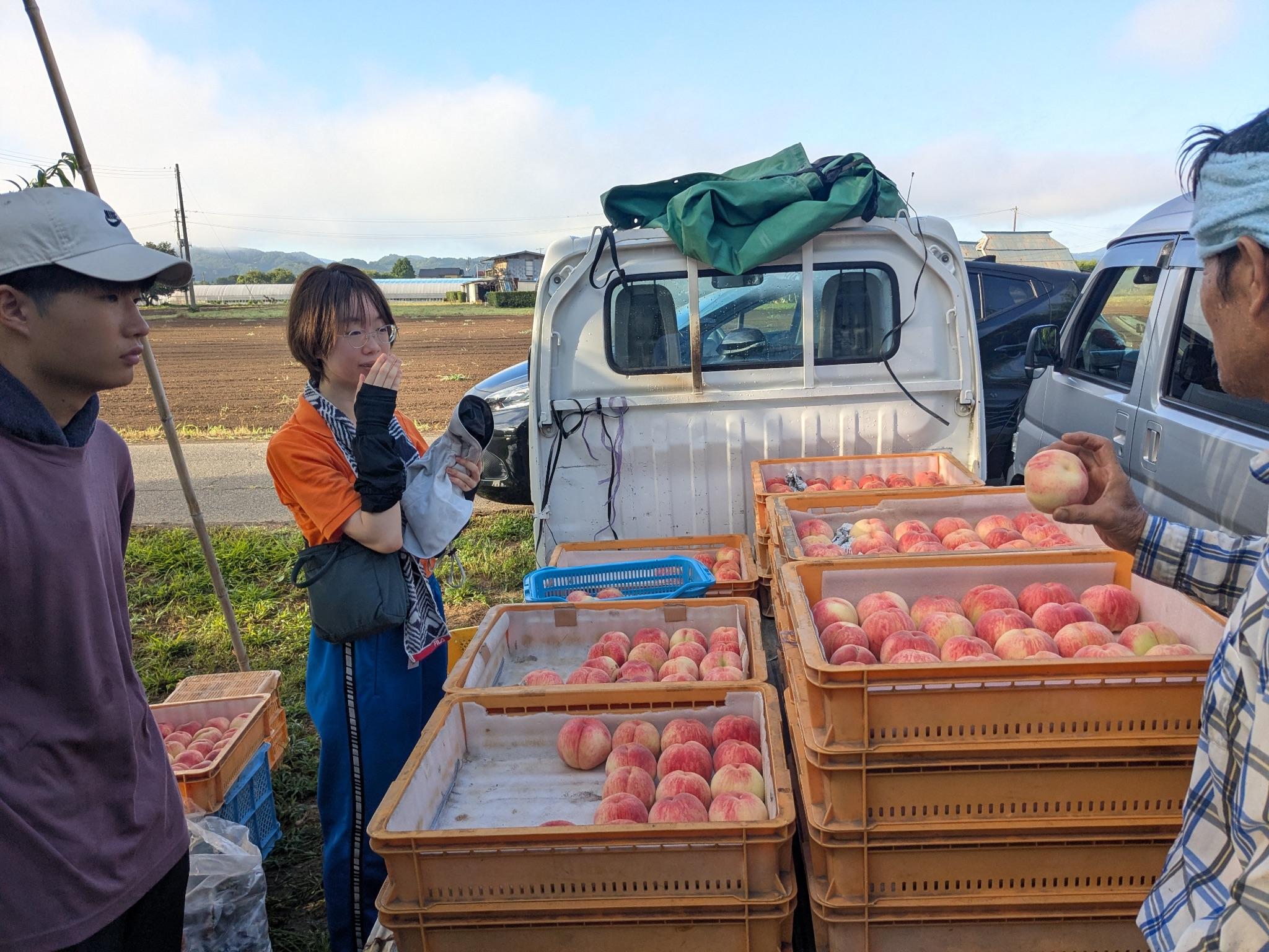 収穫した桃を直売所へ運ぶ学生と生産者