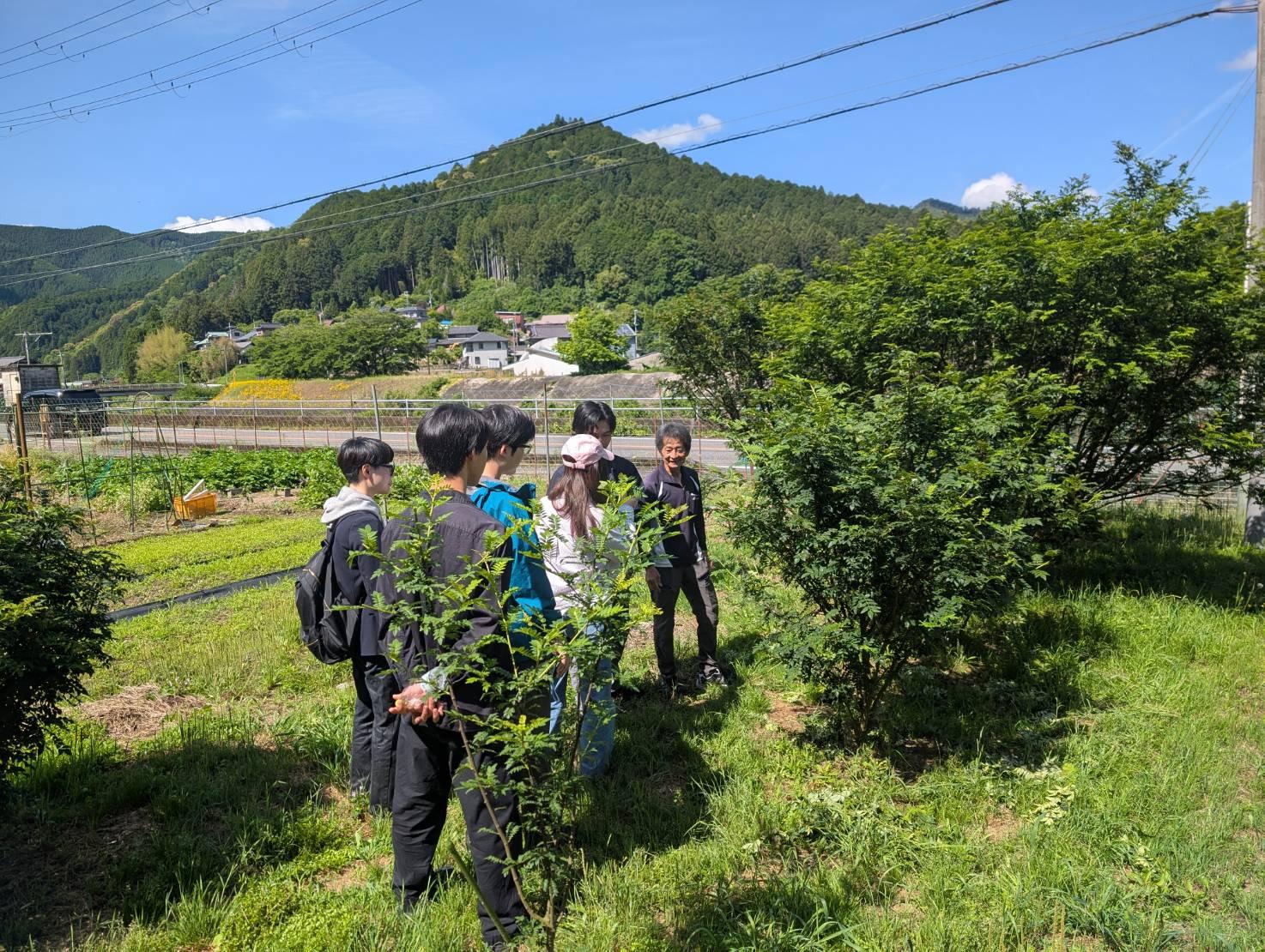 有田川町清水地区のぶどう山椒畑で説明を受ける学生