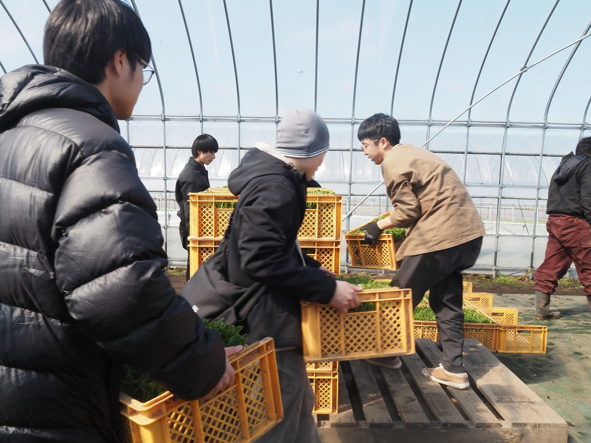 てん菜の苗が入ったコンテナを運ぶ学生