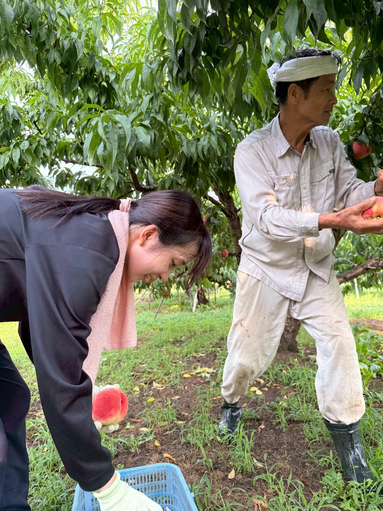 福島県伊達市で早朝の桃収穫を体験する学生