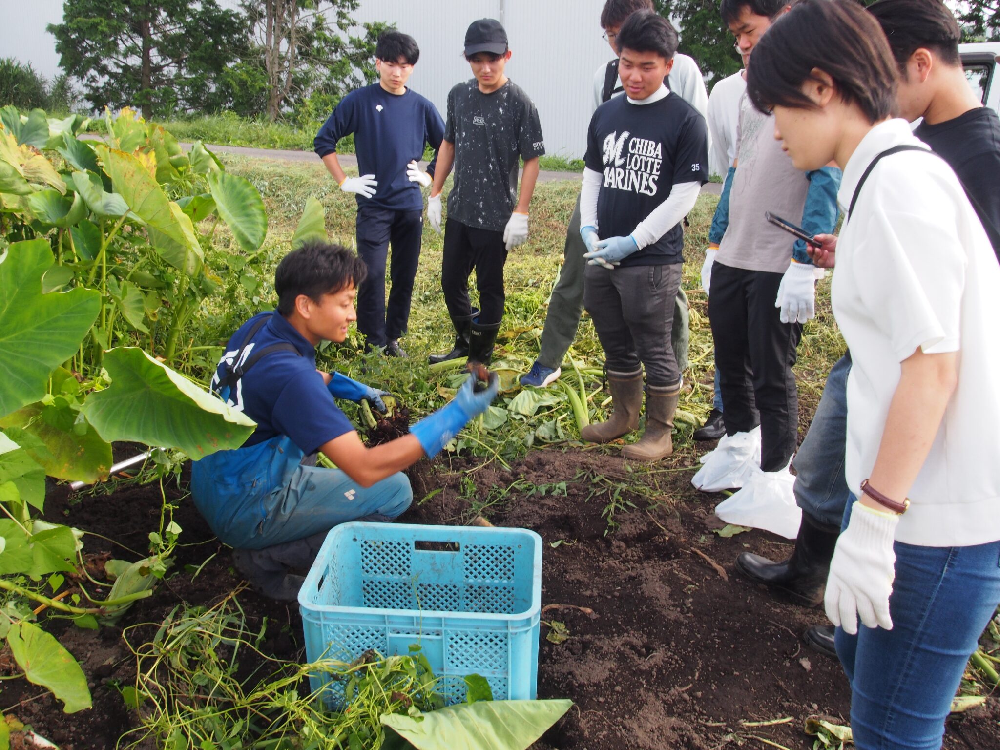 大山町の國吉農園で里芋掘りを体験する学生