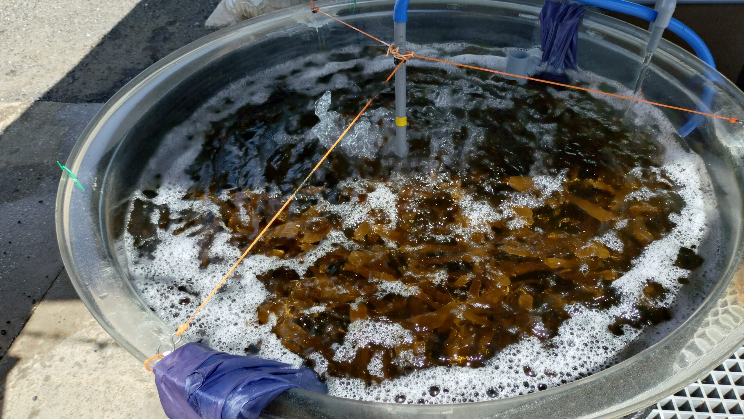 水産技術センターの水槽で育てられている海藻
