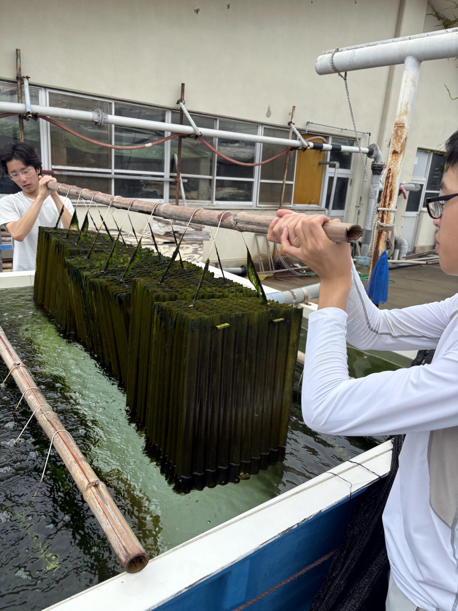 海藻育成設備を引き上げて確認する学生