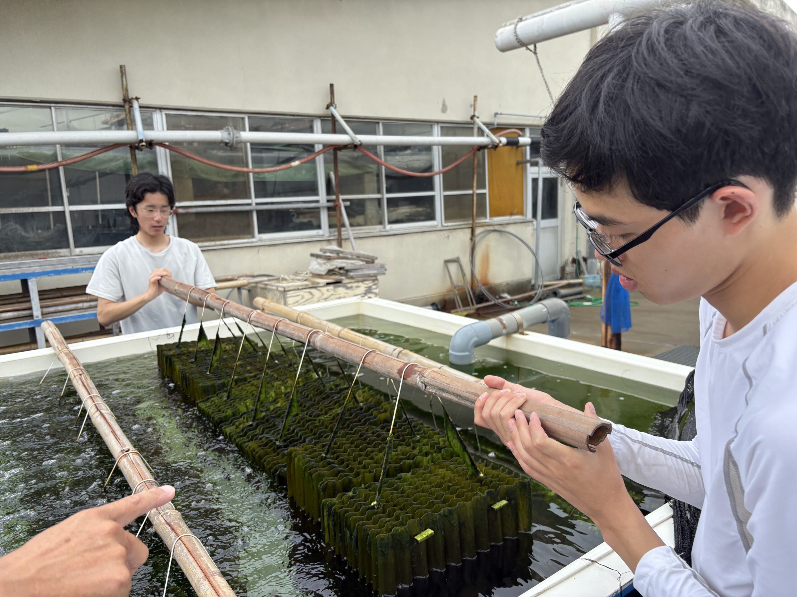 海藻育成設備を観察する学生と水産技術センターの関係者