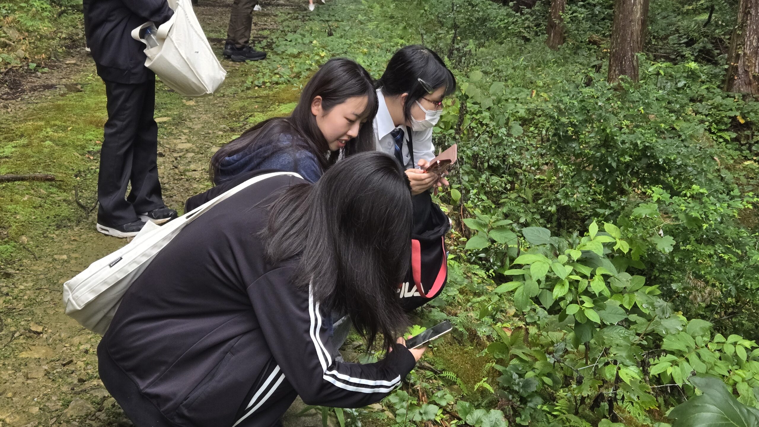 林道脇の植物をスマートフォンで記録しながら観察する高校生たち